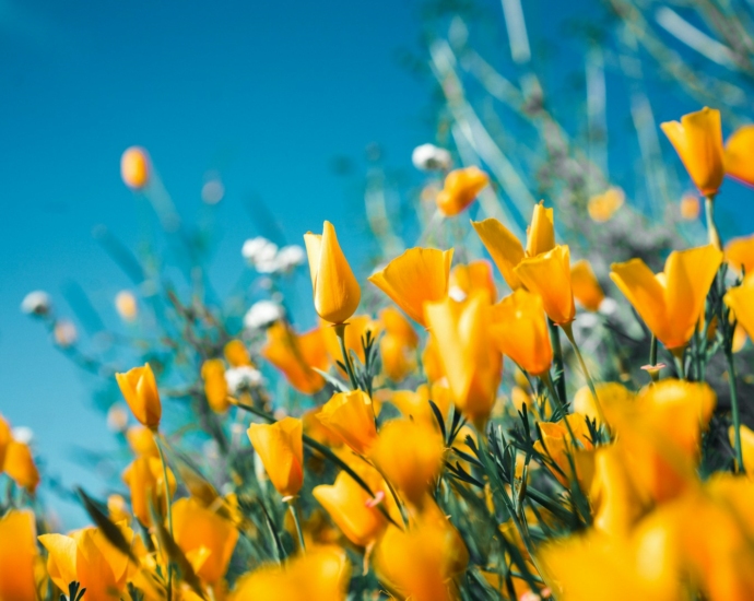 orange petaled flowers