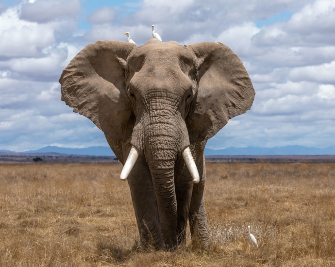 elephant walking during daytime