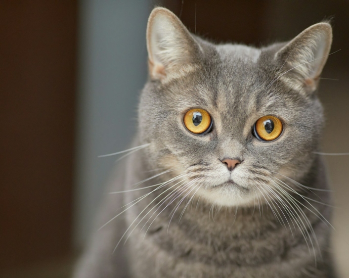 russian blue cat in close up photography