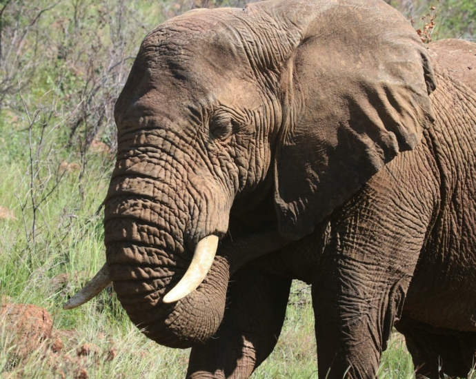 Photography of Brown Elephant