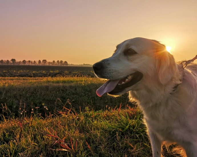 white long coated dog on green grass field during daytime