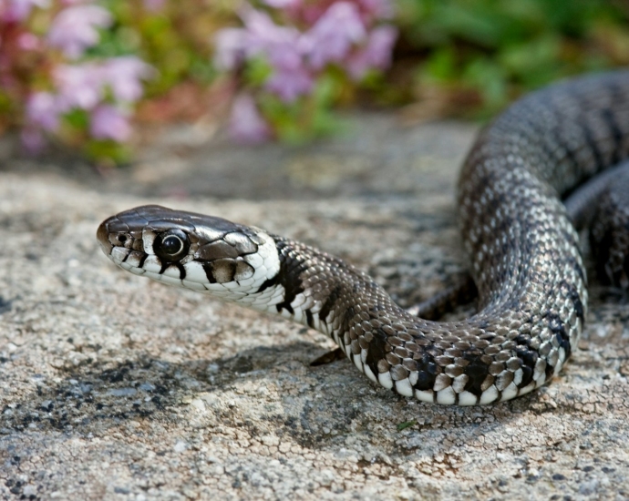 a close up of a snake on a rock