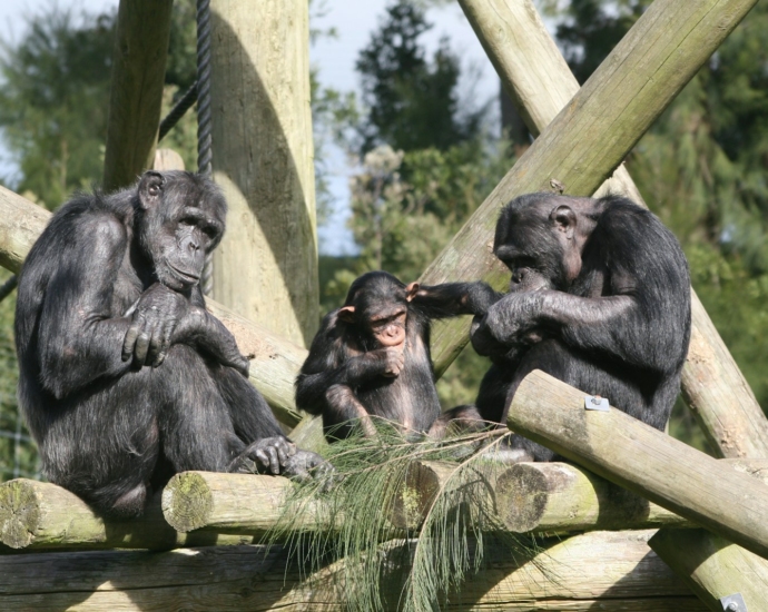 three grey monkey close-up photography