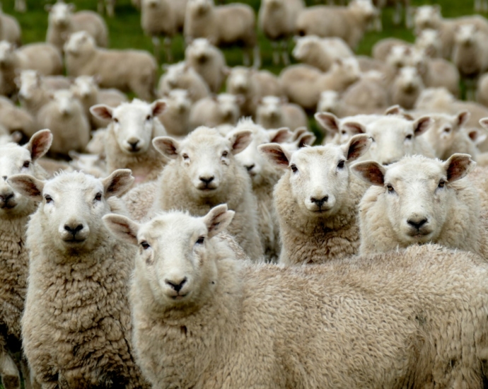 herd of sheep on green grass field during daytime