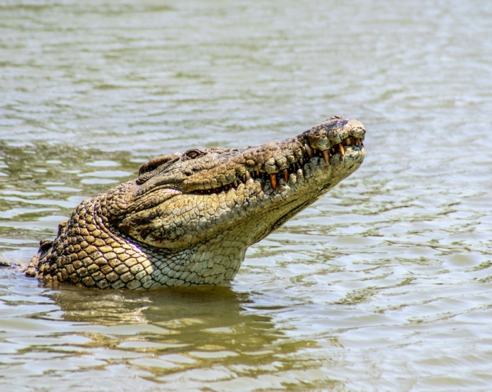 crocodile in body of water during day