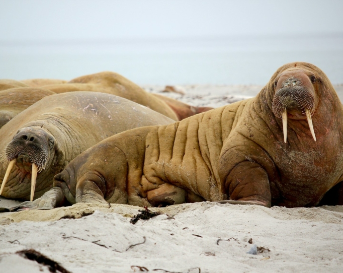 sea lion on seashore during daytime