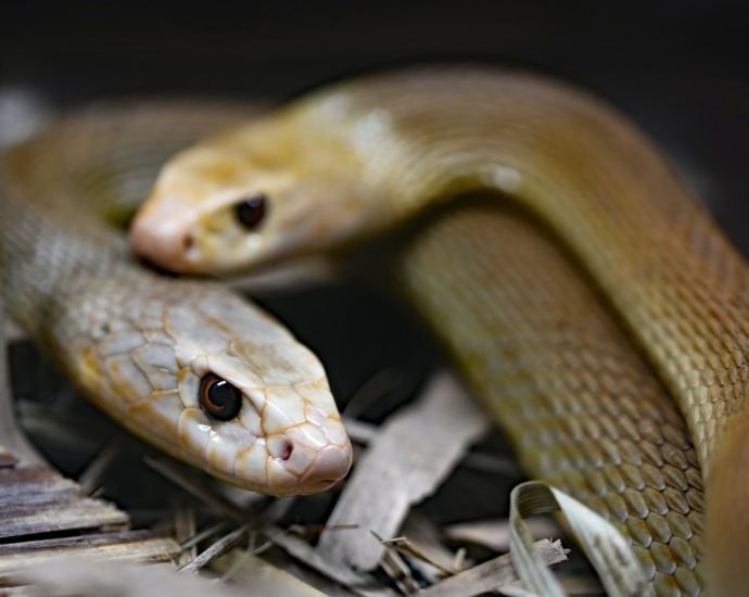 two brown snakes