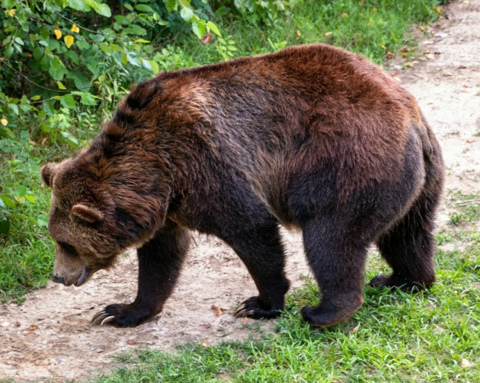 brown bear in a road during daytime