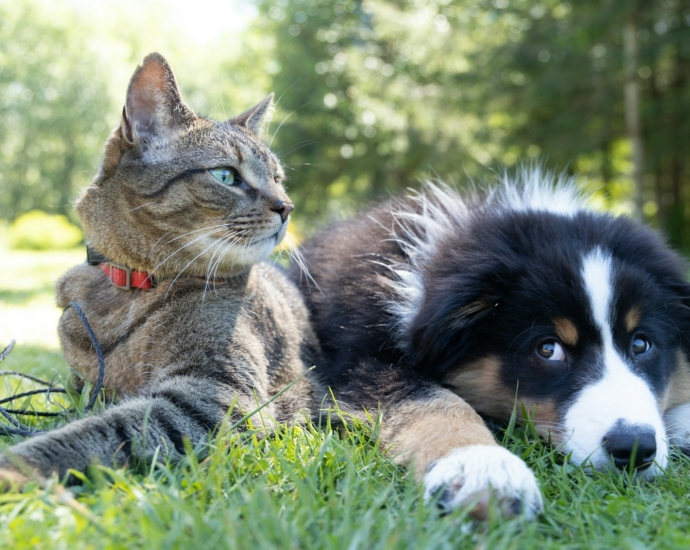 a dog and a cat laying in the grass