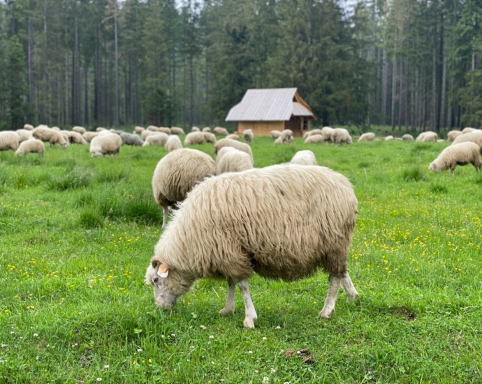 herd of sheep on green grass field during daytime