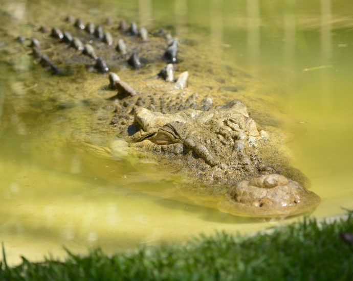 brown alligator