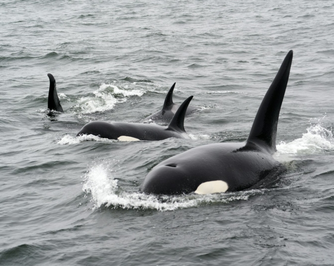 black and white whale on water during daytime