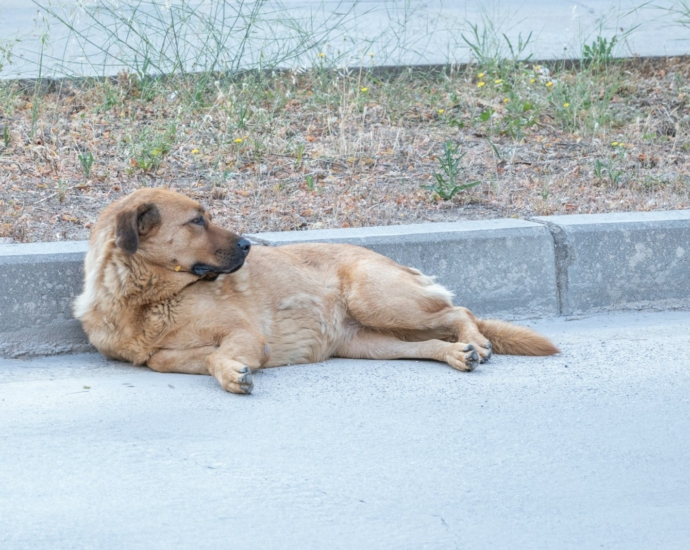 a large brown dog laying on top of a sidewalk