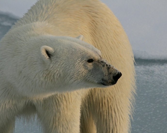 polar bear closeup photography