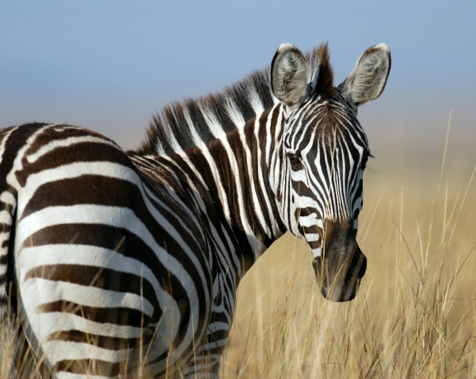 zebra standing on wheat field