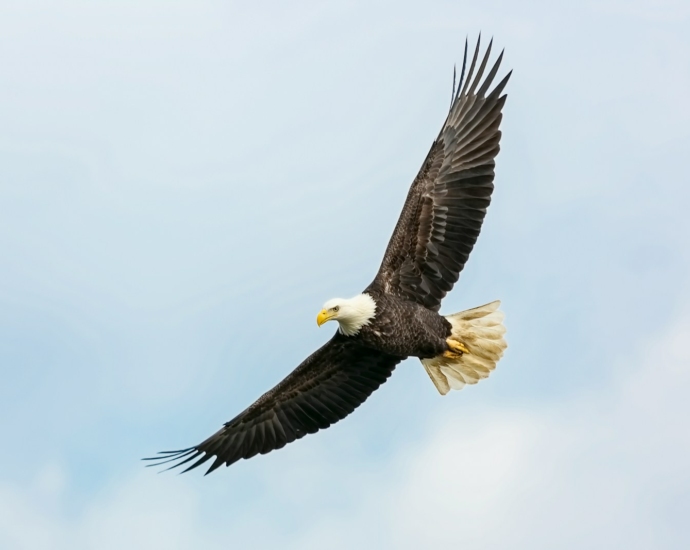 bald eagle flying on skies