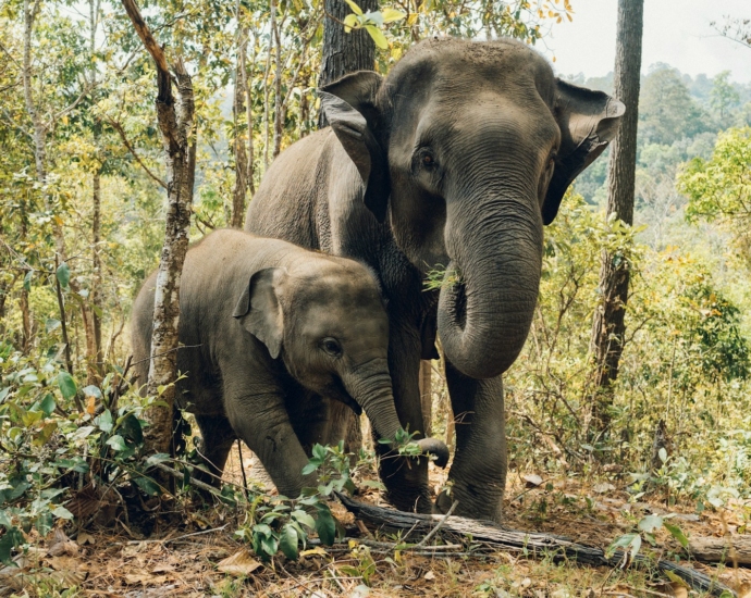 two elephants near trees