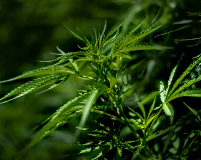 a close up of a plant with lots of leaves