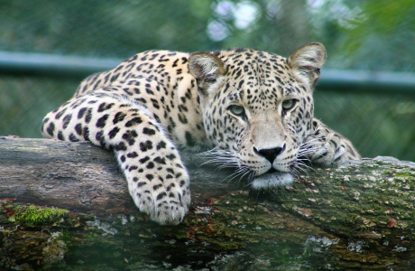 leopard on tree branch