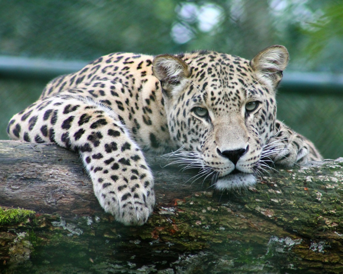 leopard on tree branch