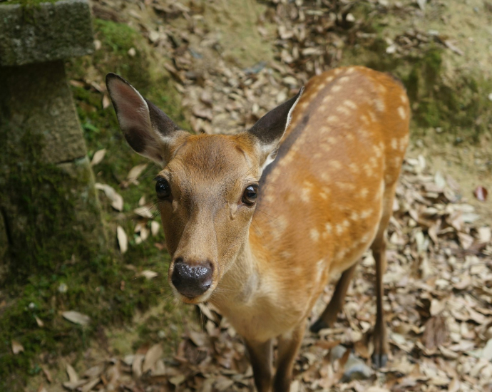 brown deer standing beside concrete wall