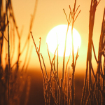 shallow focus photography of grains with sun