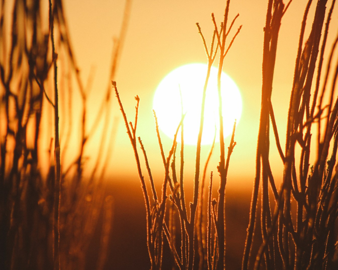 shallow focus photography of grains with sun