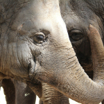 close-up photography of two gray elephants