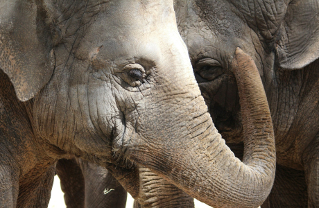 close-up photography of two gray elephants