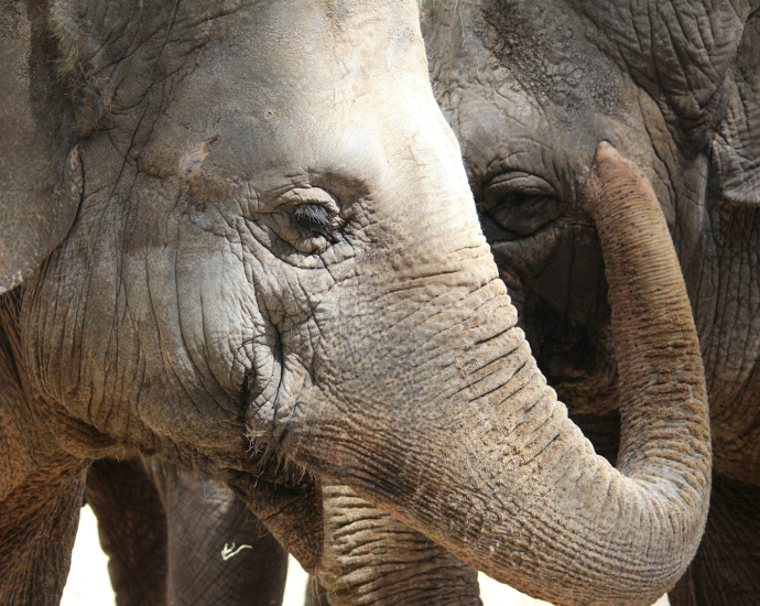 close-up photography of two gray elephants