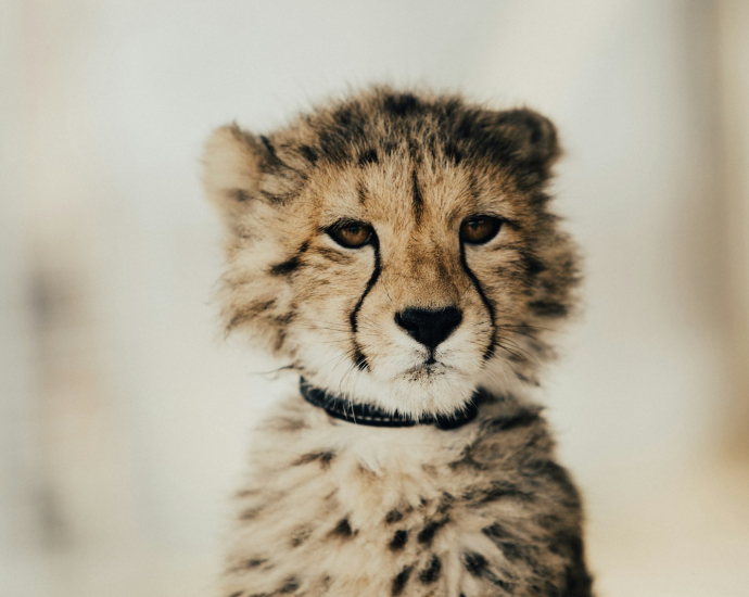 yellow and black cheetah