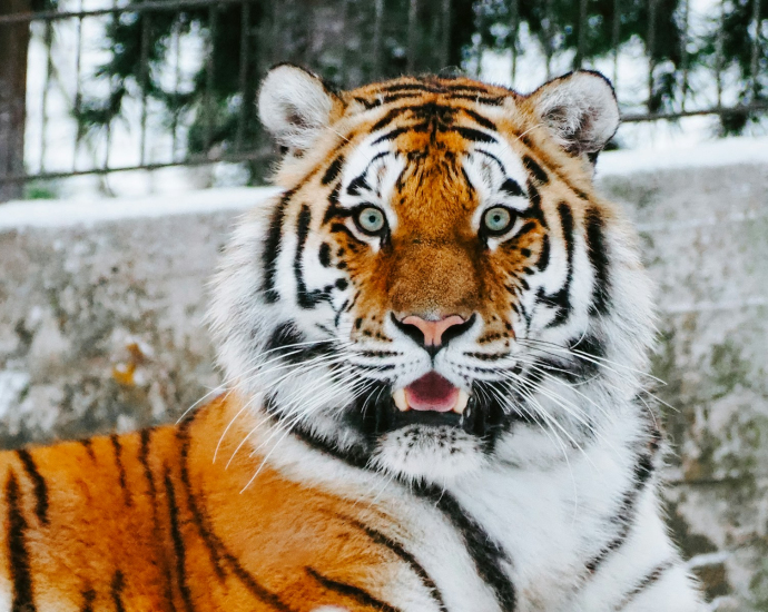 close-up photography of tiger