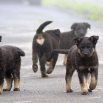 a group of dogs running down a road