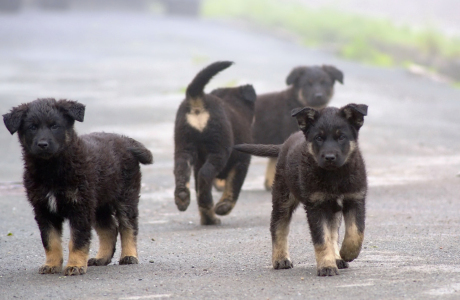 a group of dogs running down a road