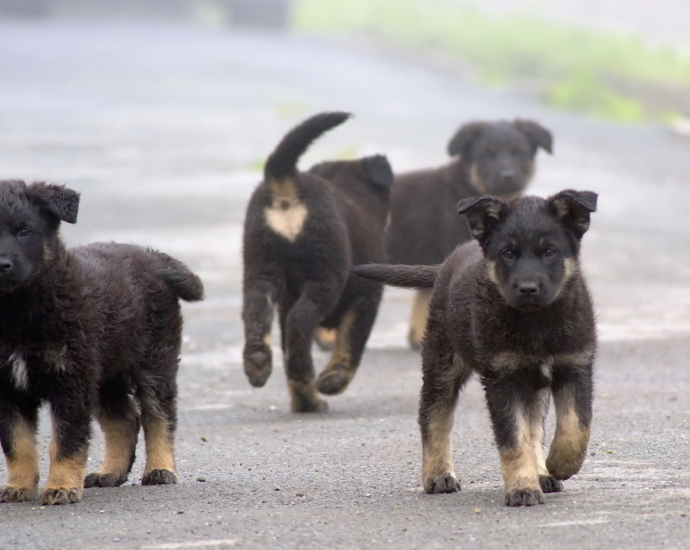 a group of dogs running down a road