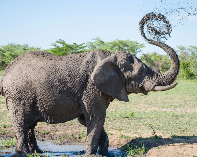 gray elephant playing with mud