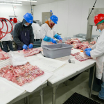 Butchers expertly processing meat in a USDA-inspected facility. Hygiene and precision are prioritized.