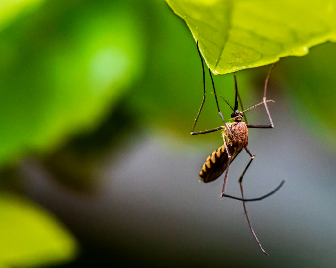 brown and black insect