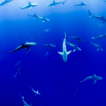 group of sharks under body of water