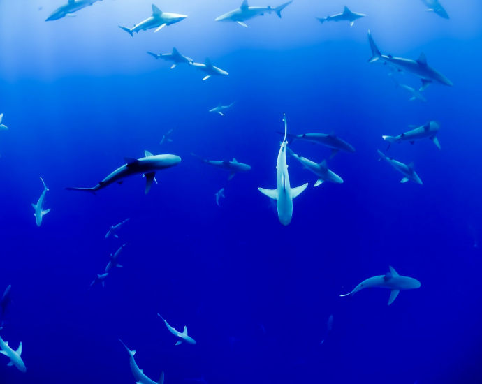 group of sharks under body of water