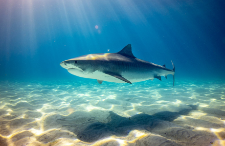 black shark underwater photo