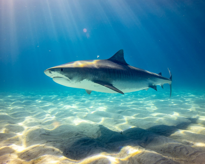 black shark underwater photo