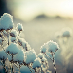 white flowers in tilt shift lens