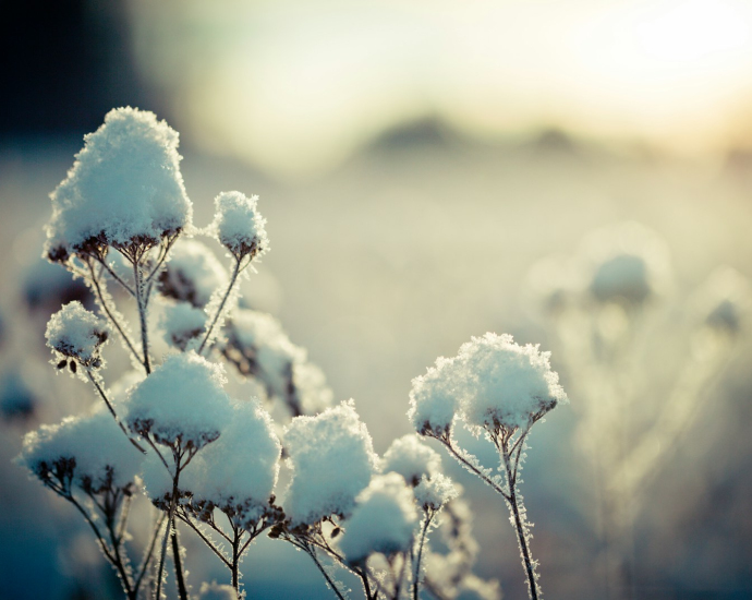 white flowers in tilt shift lens