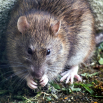 brown mouse on green grass