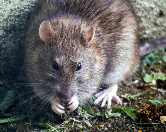 brown mouse on green grass